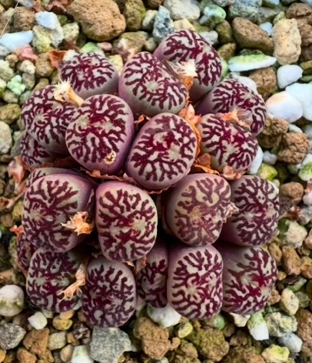 コノフィツム ウィッテベルゲンセ×セレシアナム 特選 コノフィツム